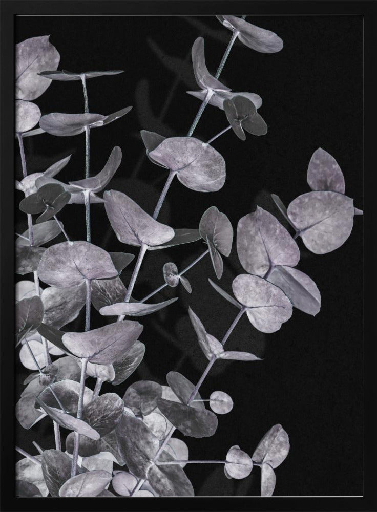 Eucalyptus_Negative_003 | Poster