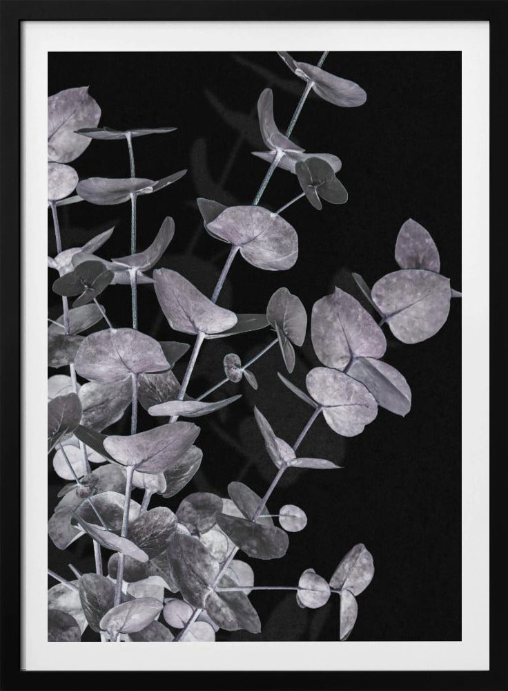 Eucalyptus_Negative_003 | Poster