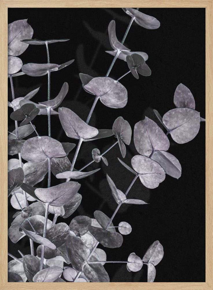 Eucalyptus_Negative_003 | Poster