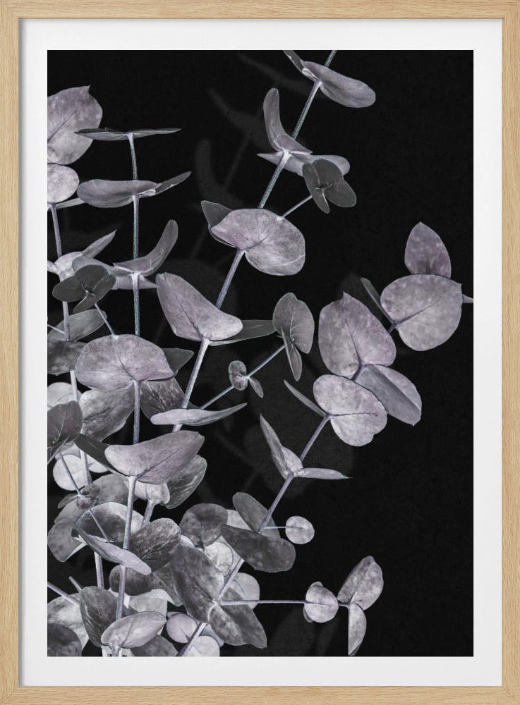 Eucalyptus_Negative_003 | Poster
