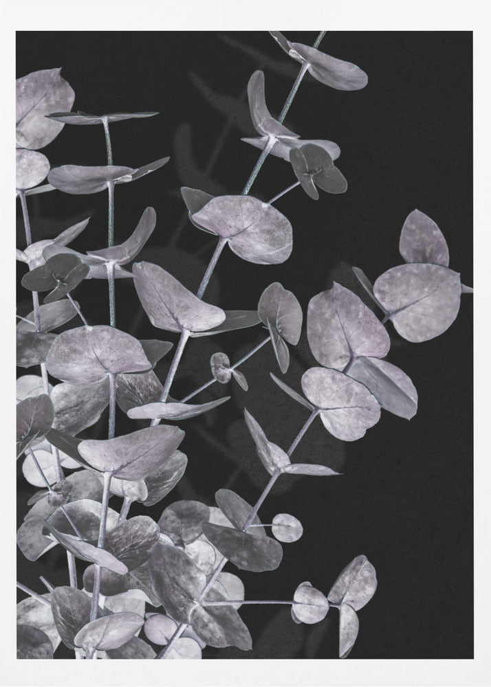 Eucalyptus_Negative_003 | Poster