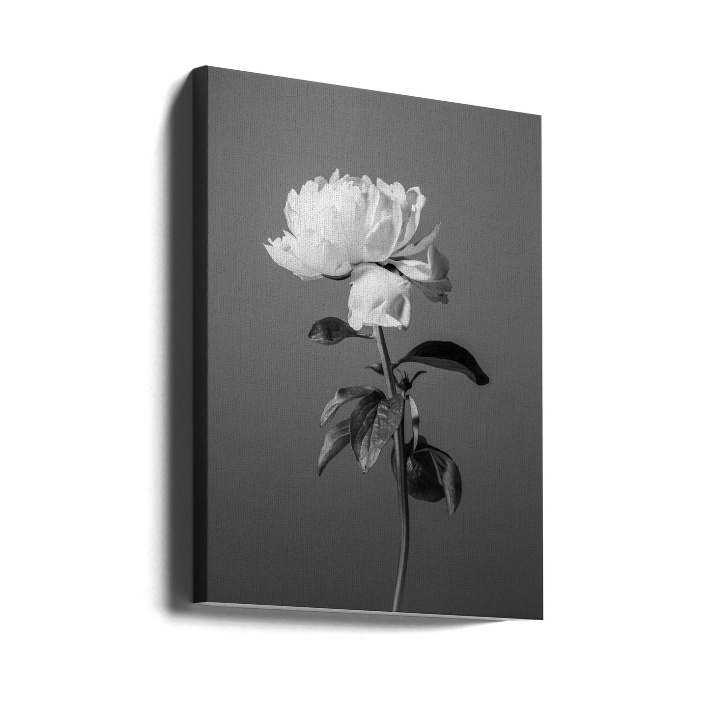 Peony BW | Canvas