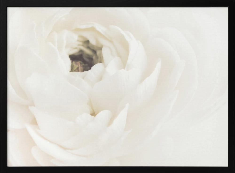 Vit blomma 02 | Poster
