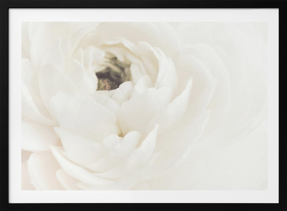 Vit blomma 02 | Poster