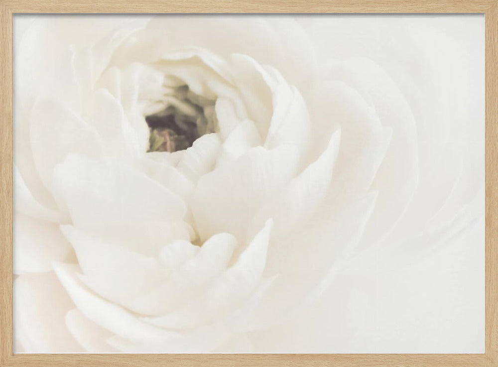 Vit blomma 02 | Poster