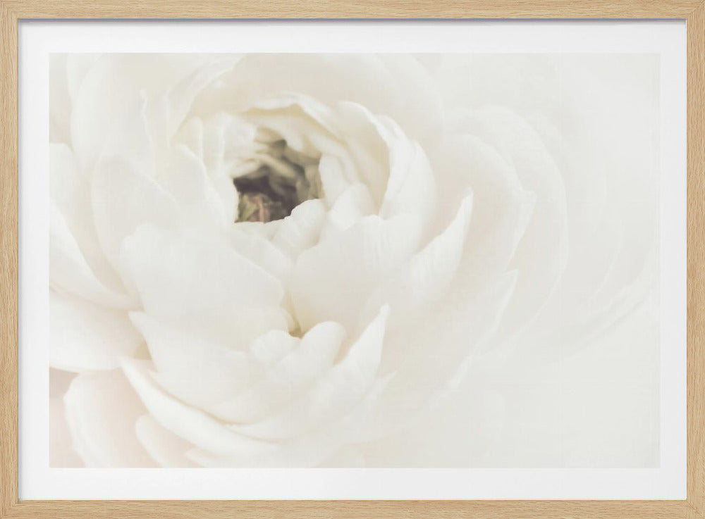 Vit blomma 02 | Poster