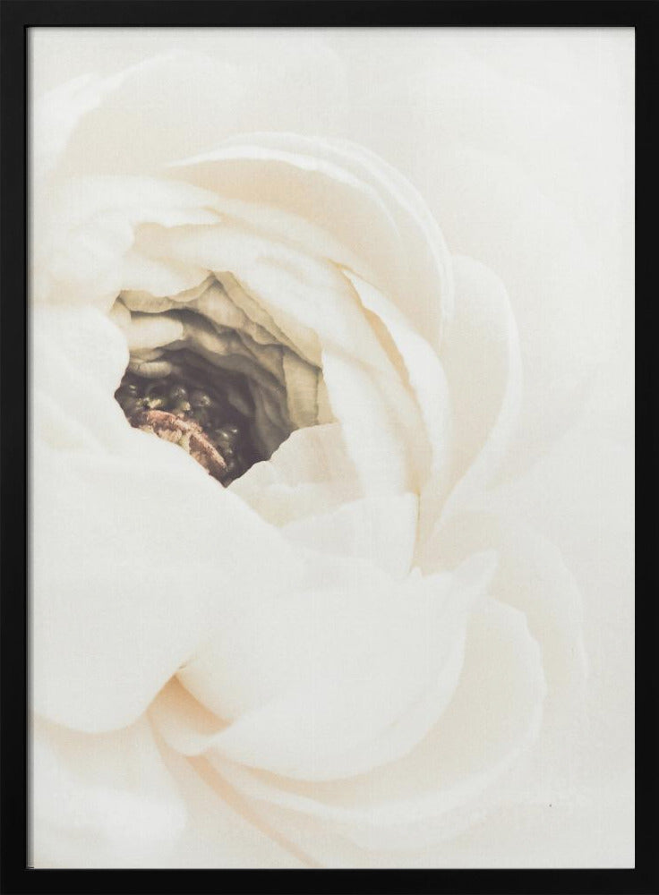 Vit blomma 01 | Poster