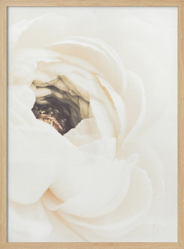 Vit blomma 01 | Poster