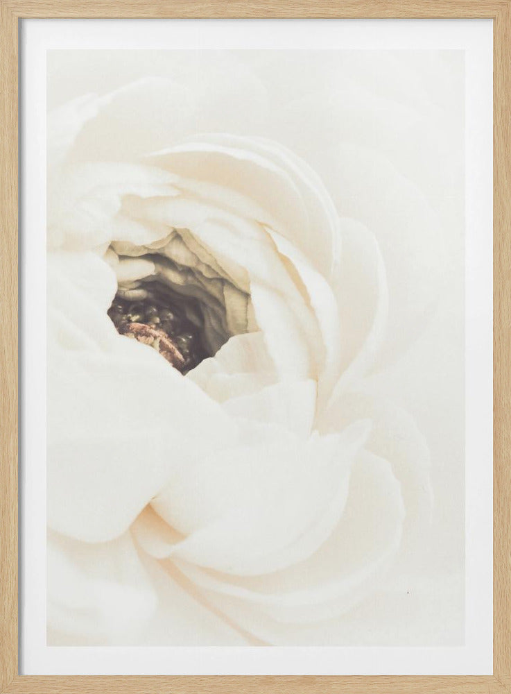 Vit blomma 01 | Poster