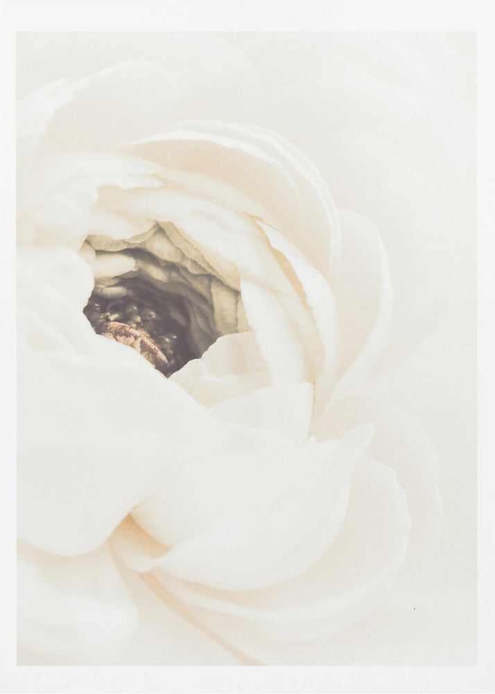 Vit blomma 01 | Poster