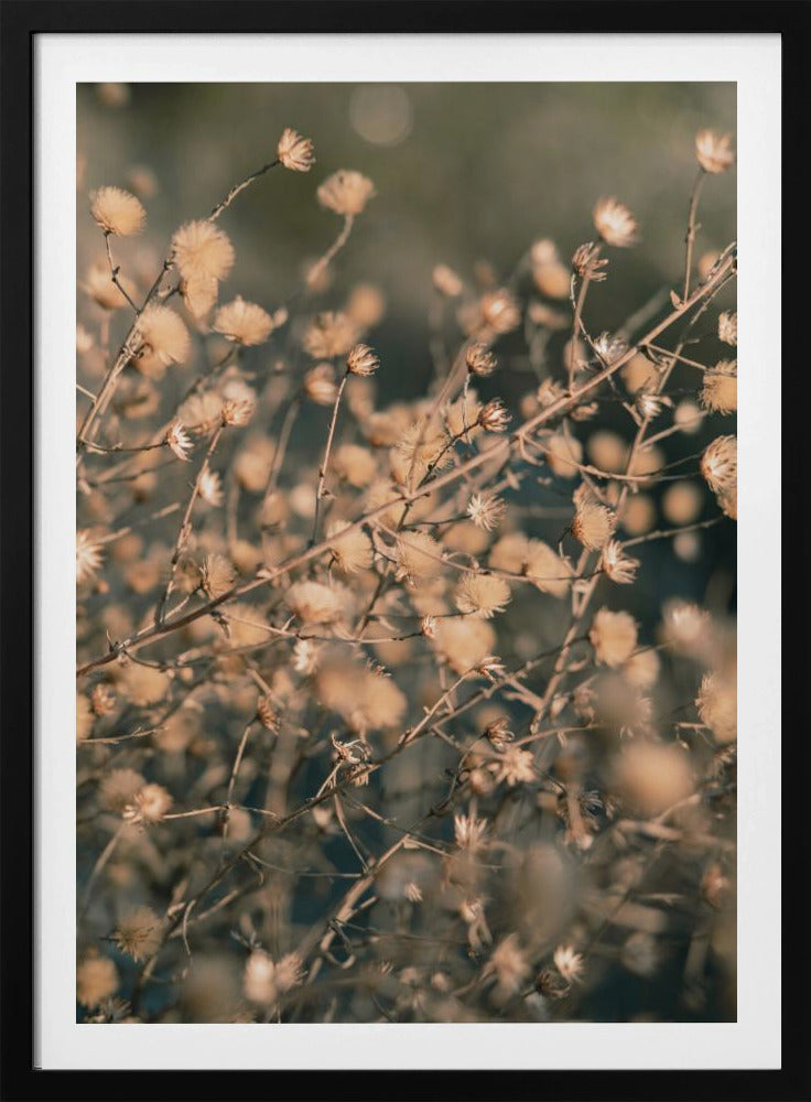 Strandblommor_003 | Poster