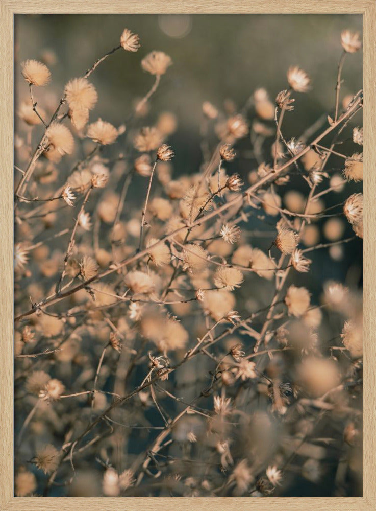 Strandblommor_003 | Poster