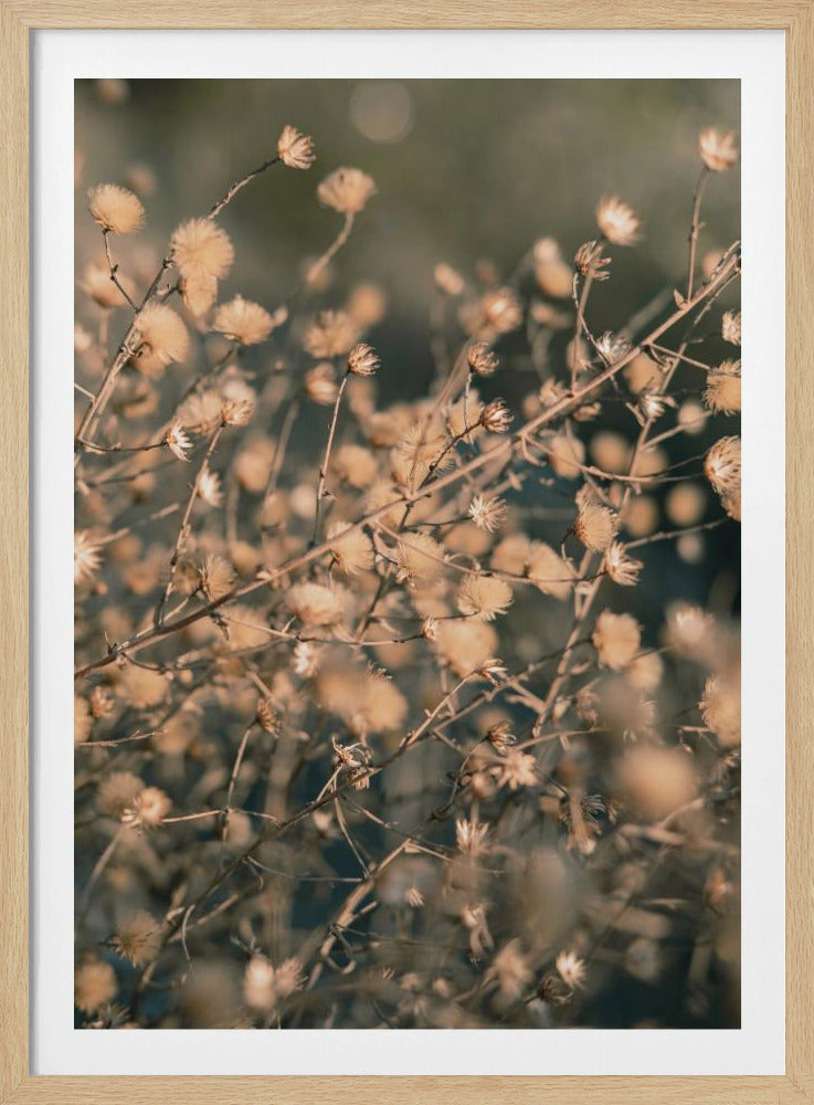Strandblommor_003 | Poster