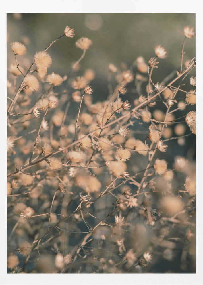 Strandblommor_003 | Poster