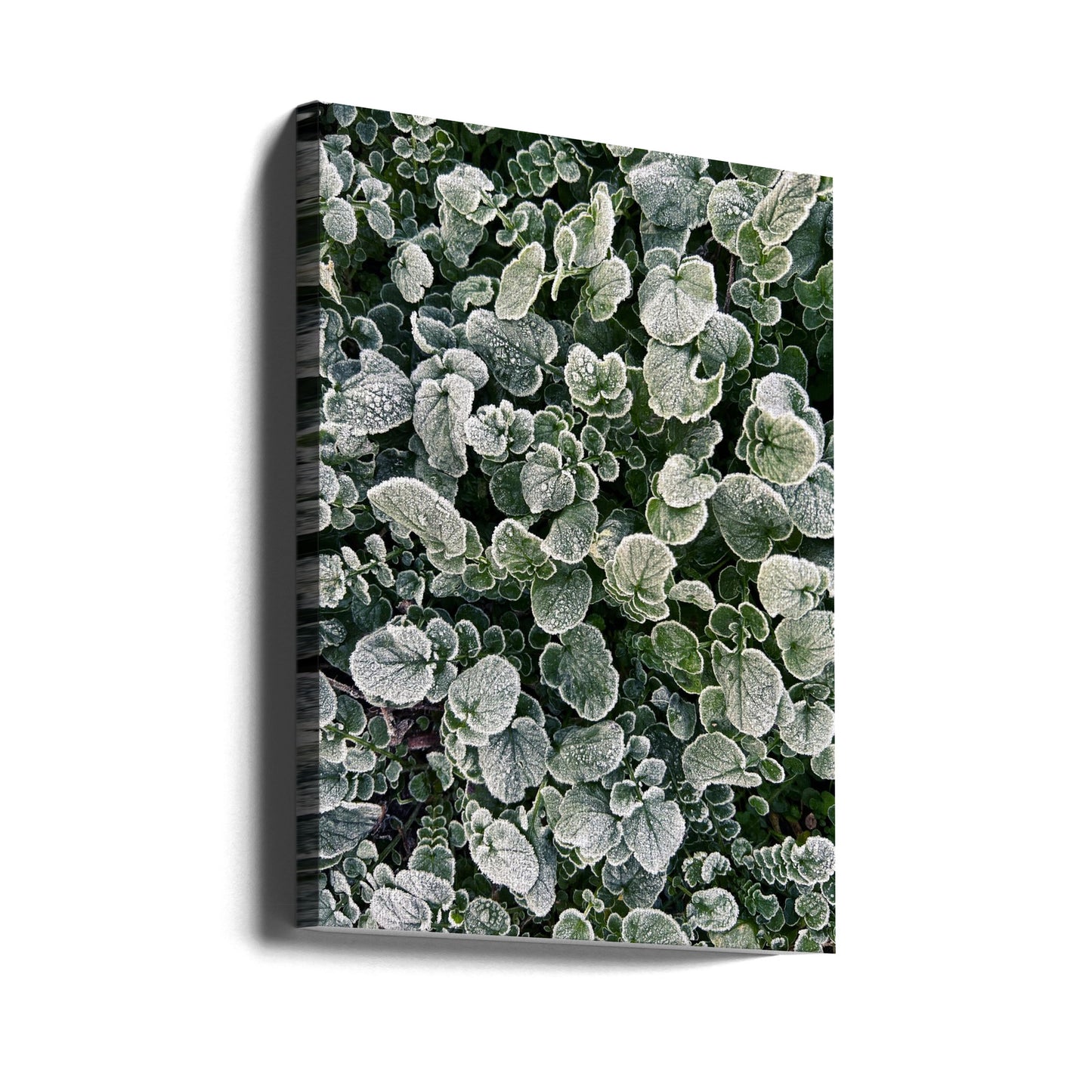 Givré | Tableaux sur Toile