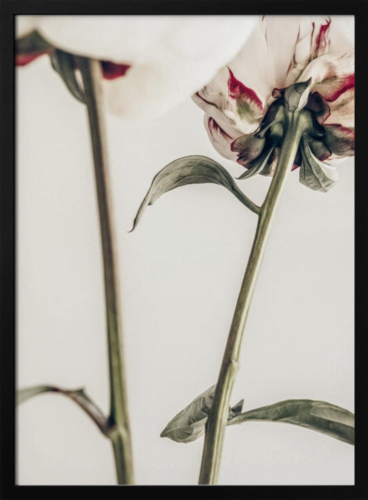 Pion 01 | Poster