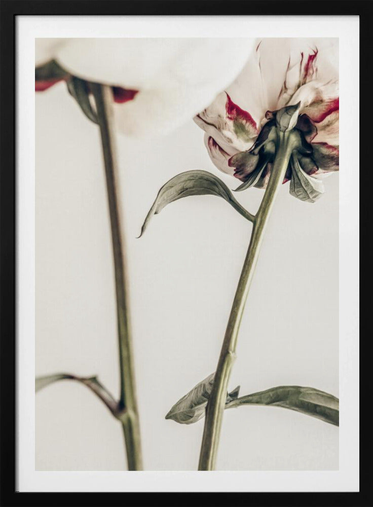 Pion 01 | Poster