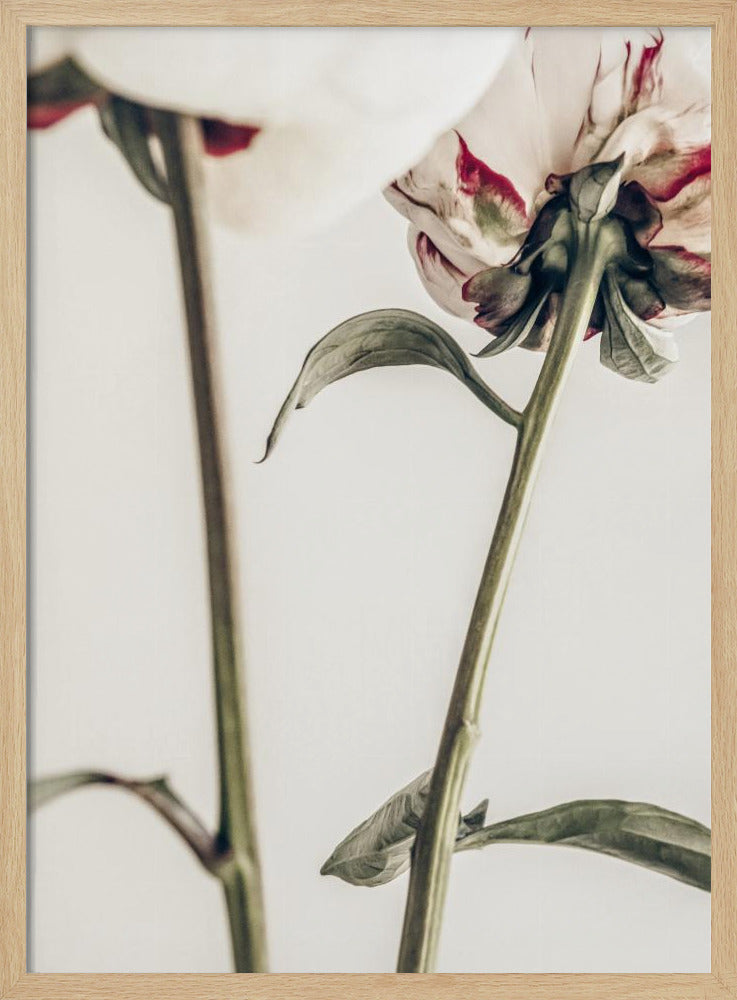 Pion 01 | Poster