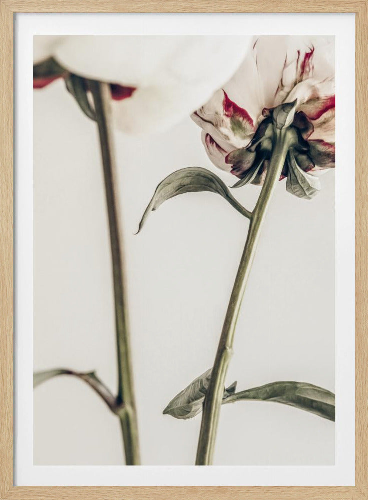 Pion 01 | Poster