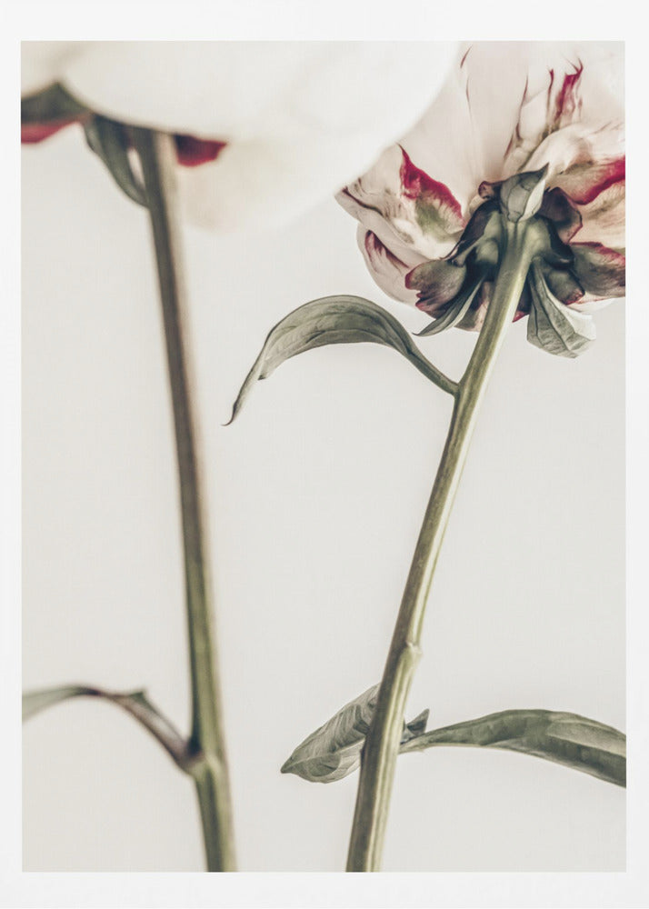 Pion 01 | Poster