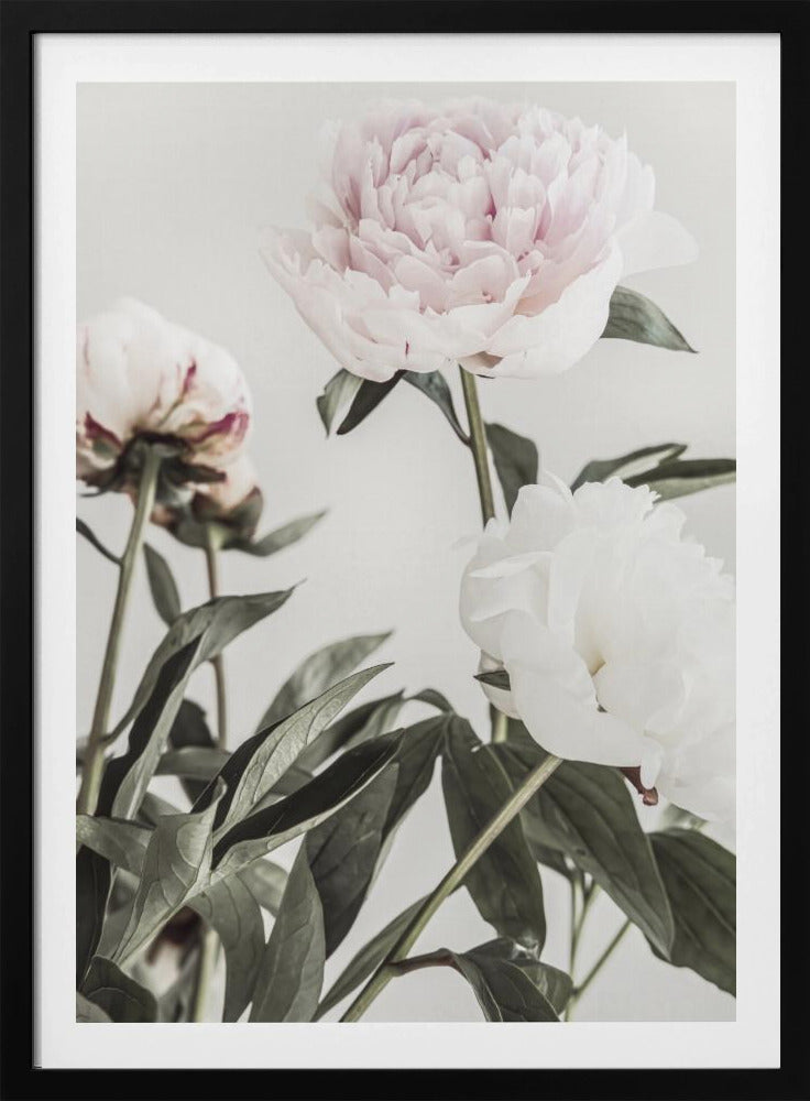 Pion 04 | Poster