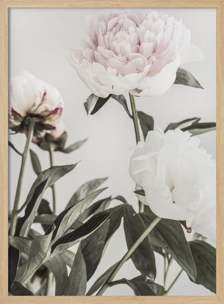 Pion 04 | Poster