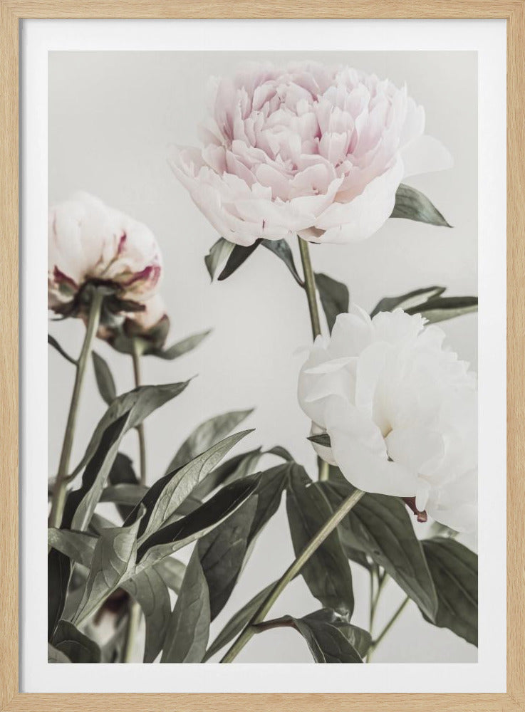 Pion 04 | Poster