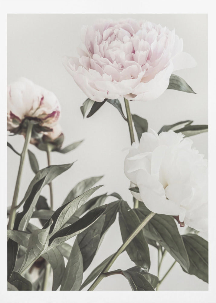 Pion 04 | Poster