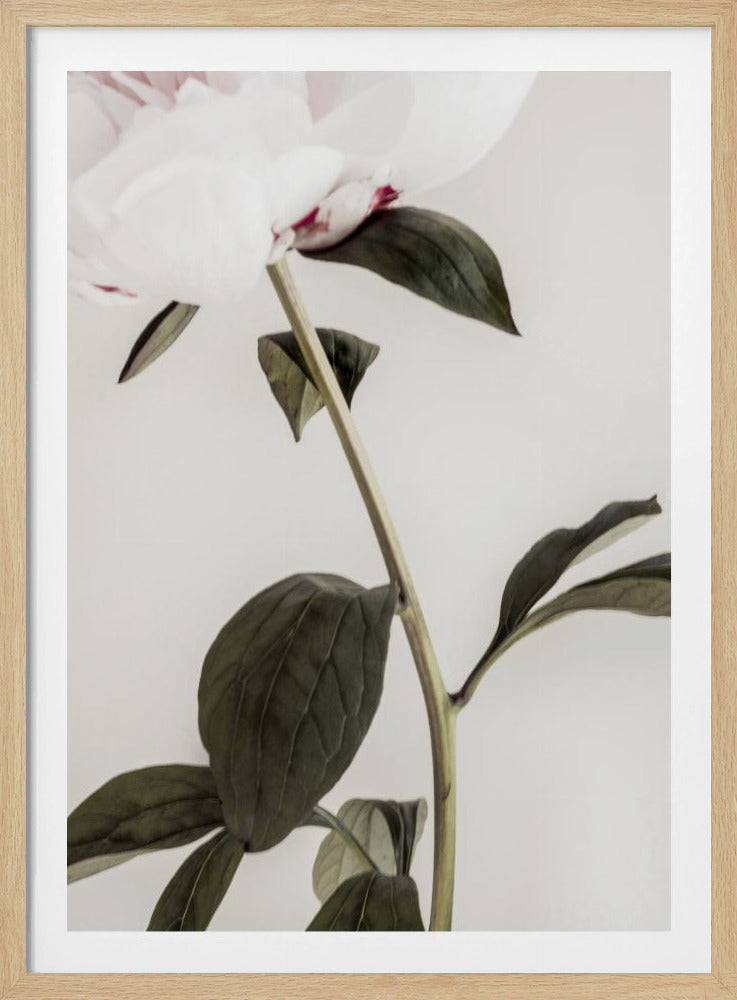 Pion 09 | Poster