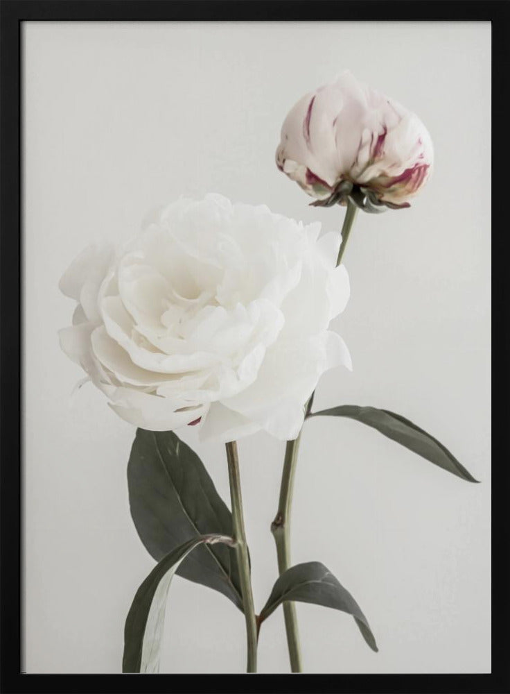 Peony 12 | Poster