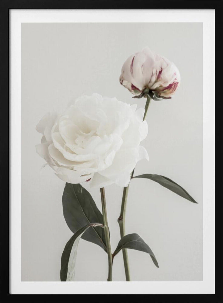 Peony 12 | Poster