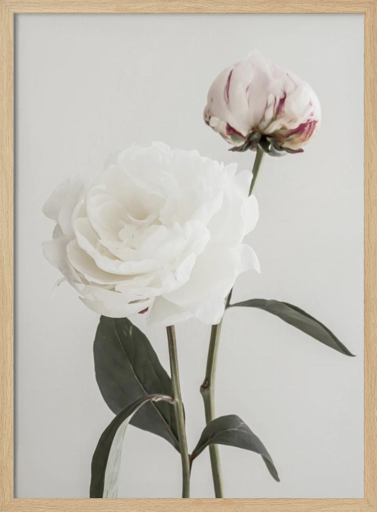 Peony 12 | Poster