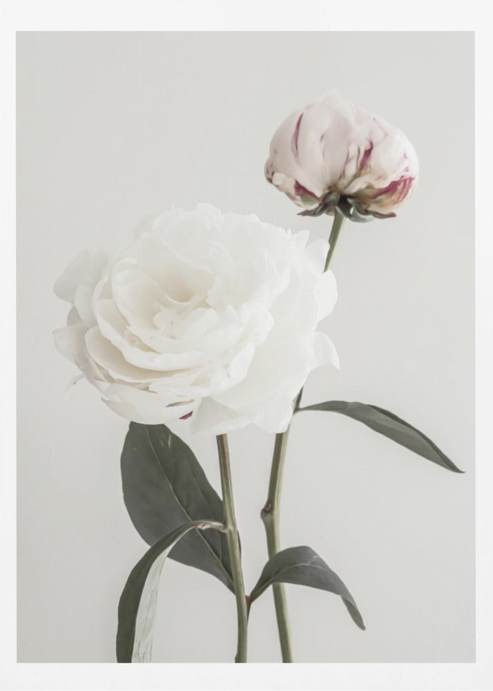 Peony 12 | Poster