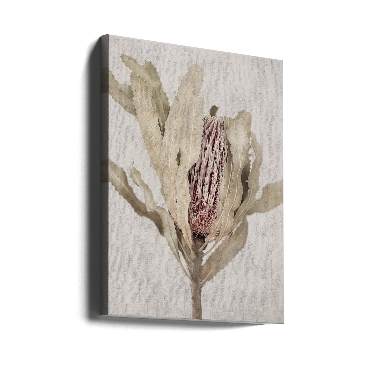 Banksia | Lærredsbilleder