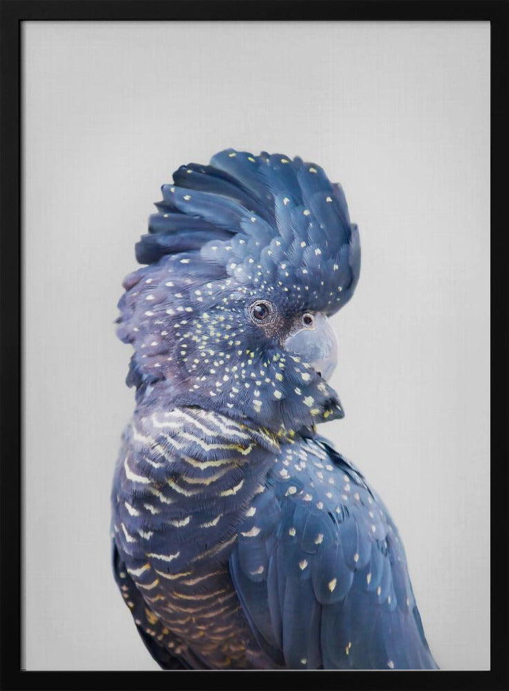 Black Cockatoo | Poster