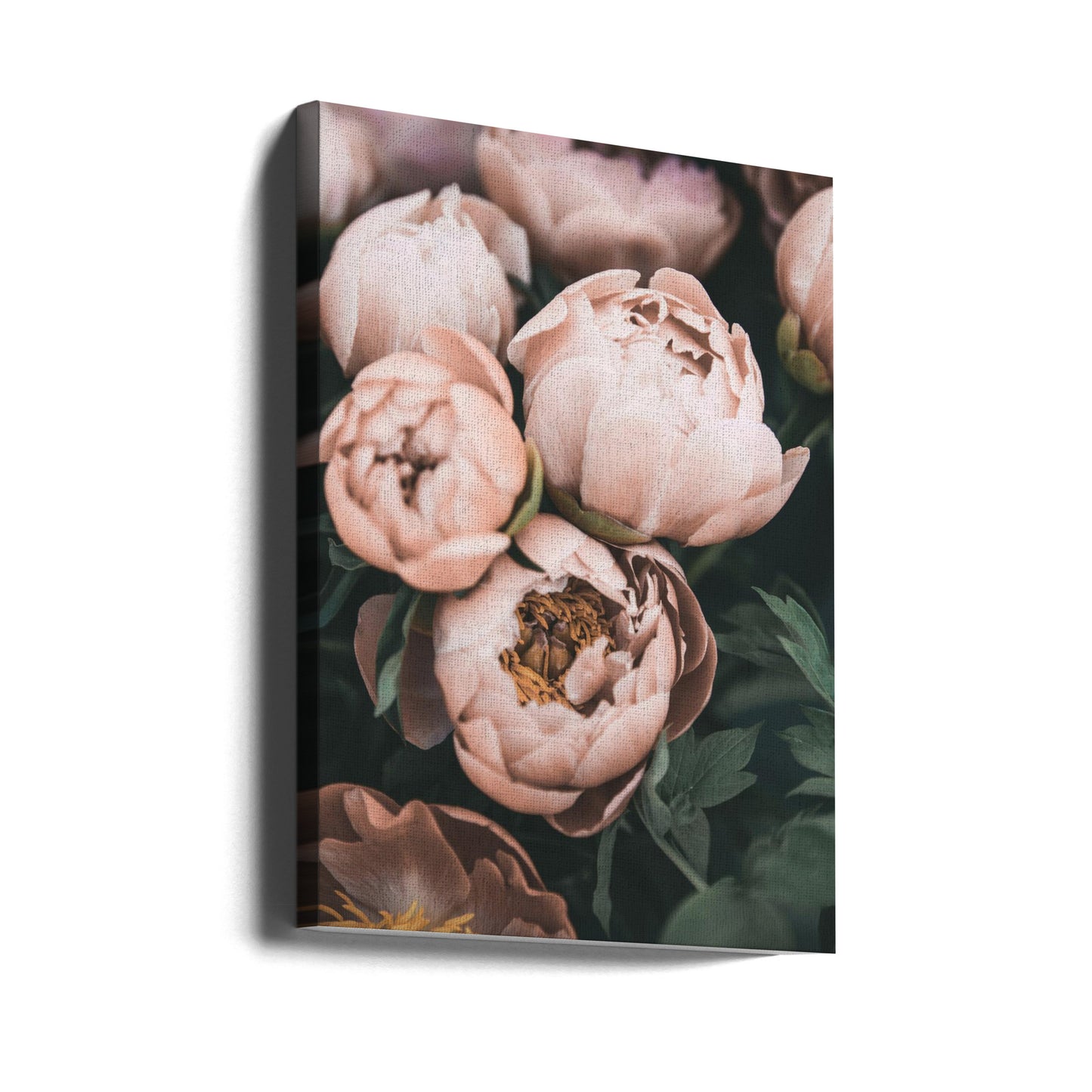 Korallpioner | Canvas