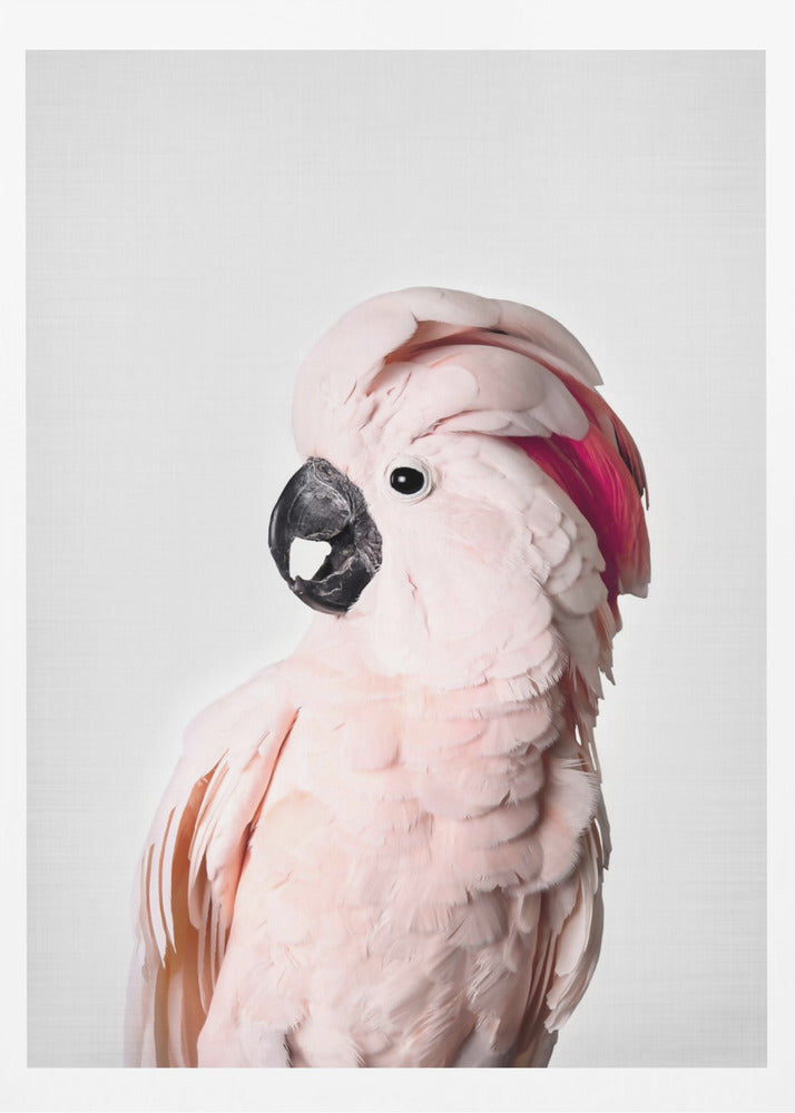 Pink Cockatoo | Poster