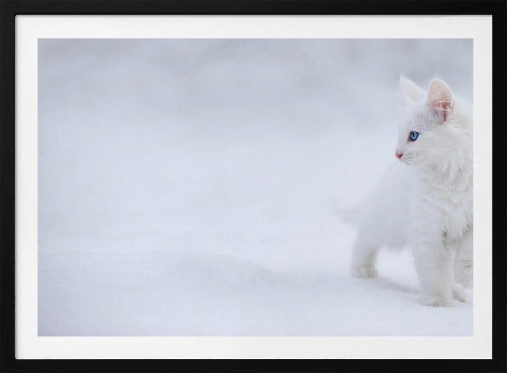 Vit som snö | Poster