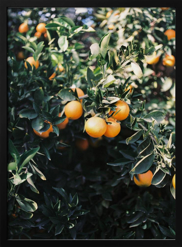Marrakesh-sinaasappels | Posters - Kunstdrukken