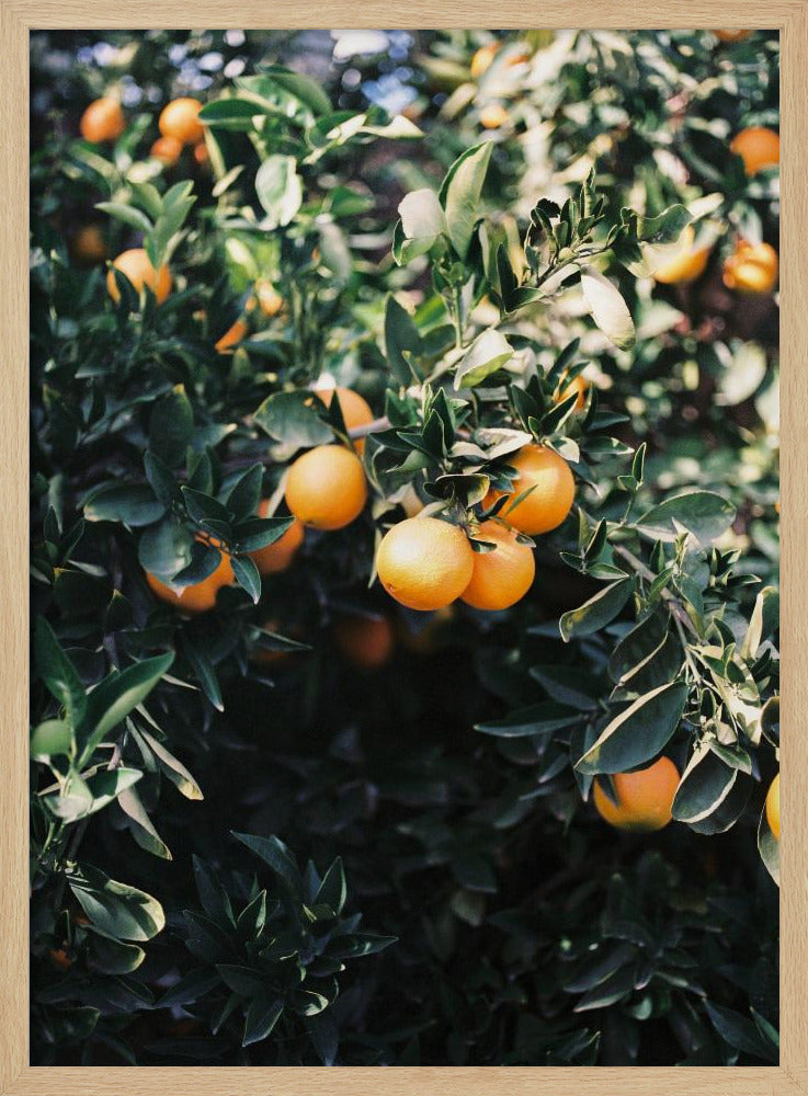 Marrakesh-sinaasappels | Posters - Kunstdrukken