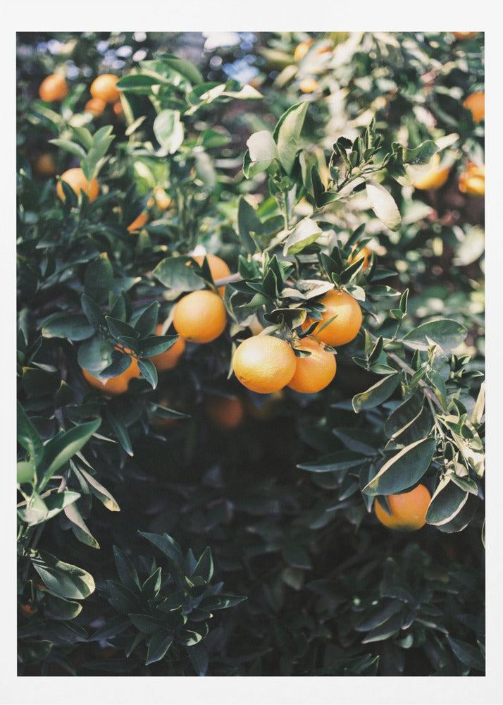 Marrakesh-sinaasappels | Posters - Kunstdrukken