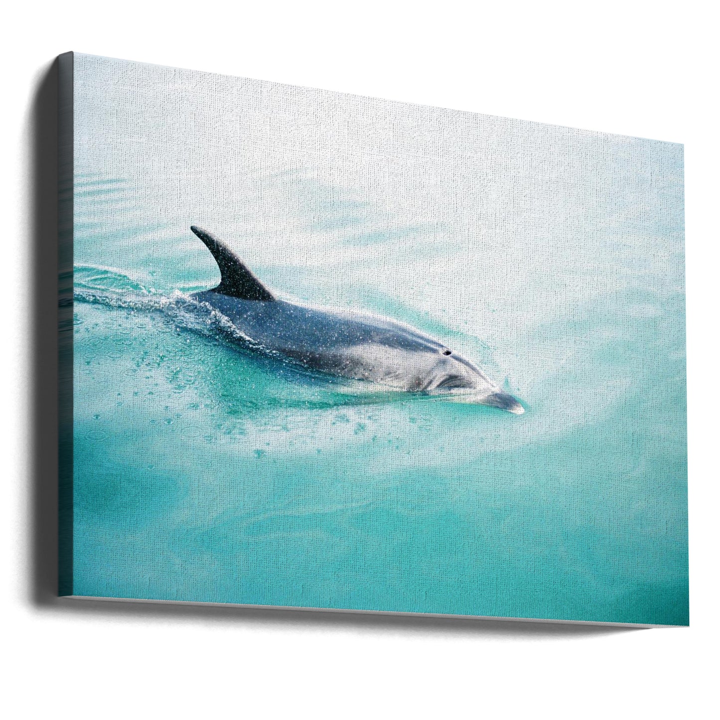 Dolphin N.Z. Northern | Canvas