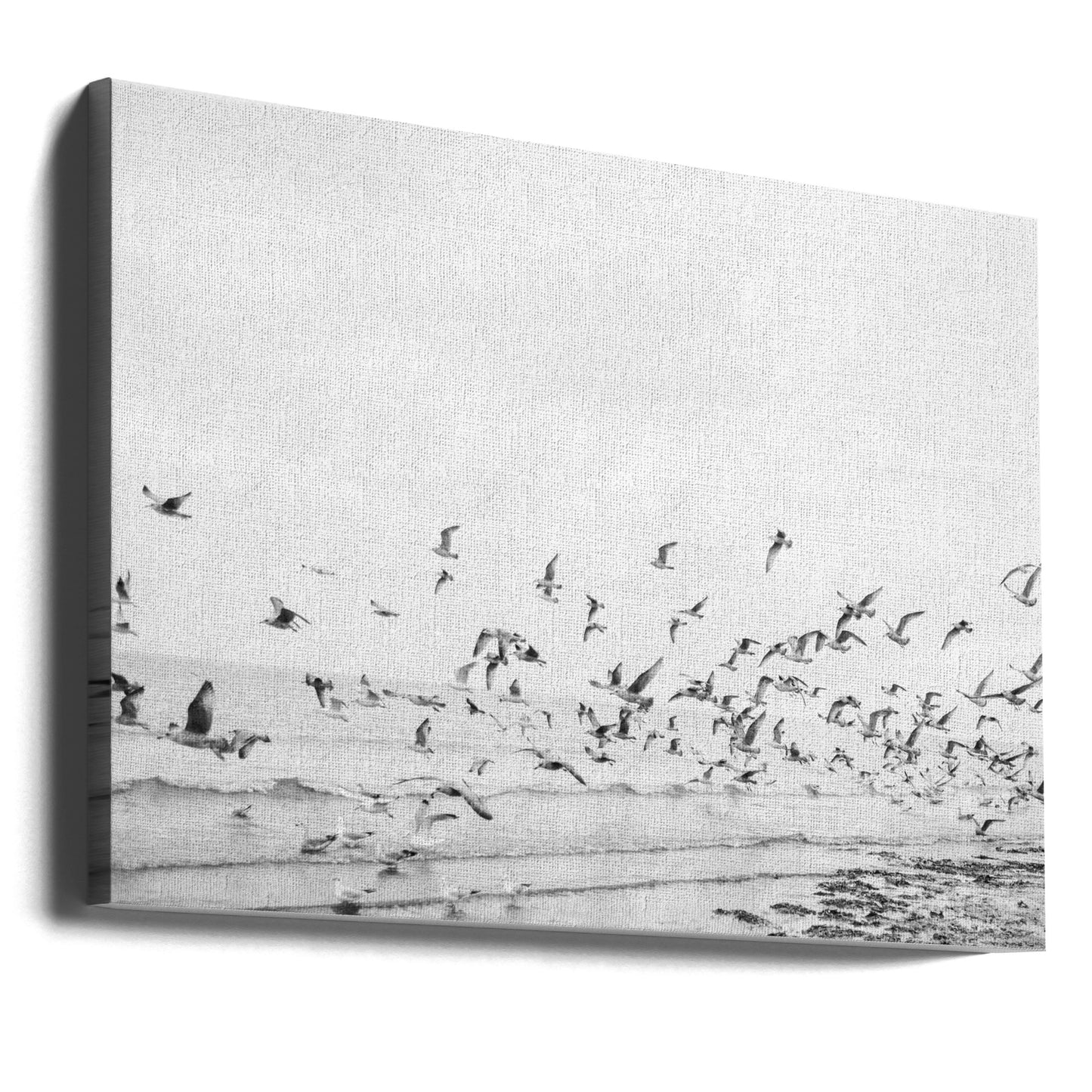 Seagulls - Coastal black and white | Canvas
