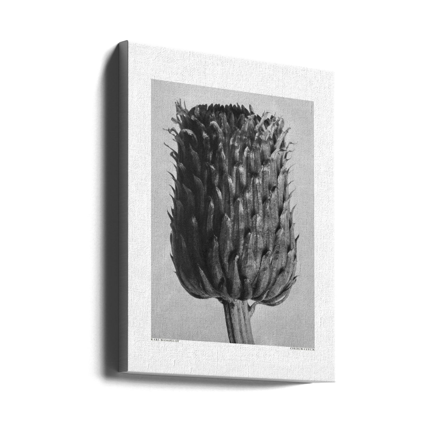 Cirsium Canum (Thistle) | Canvas