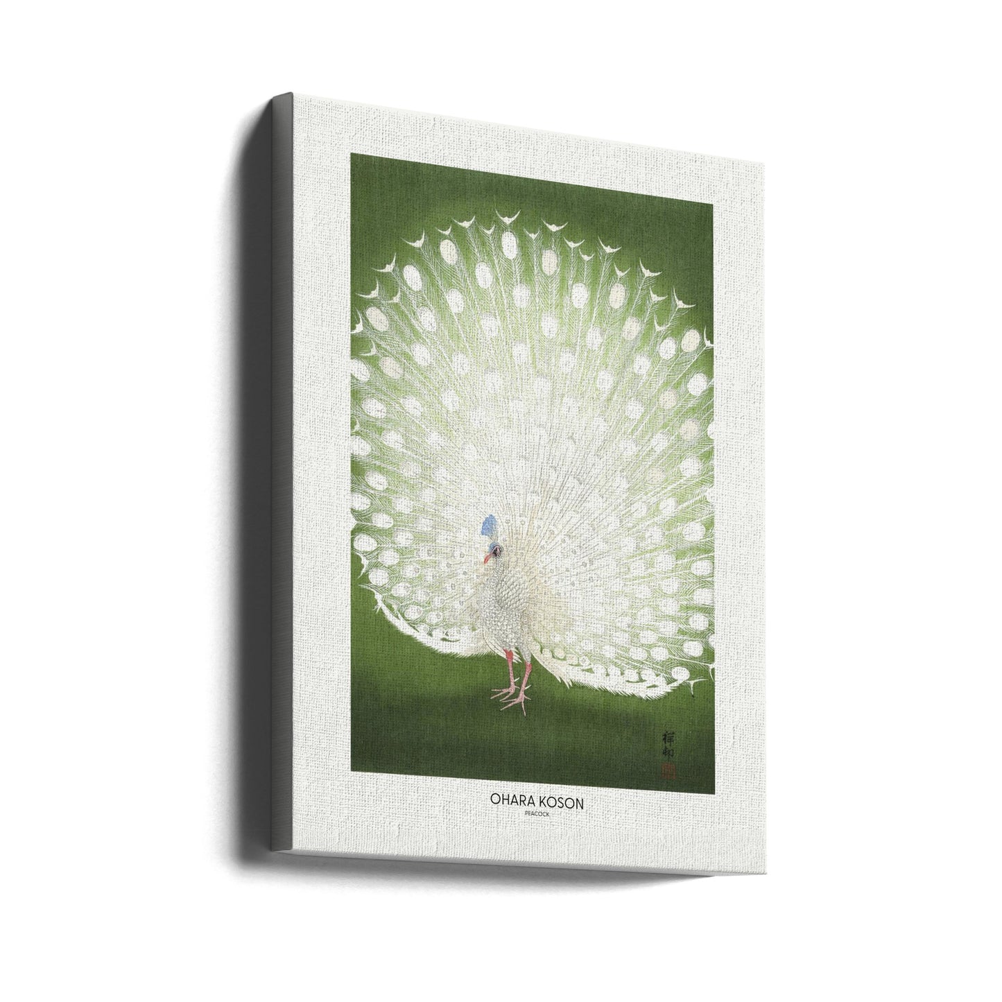 Peacock - Cropped | Canvas