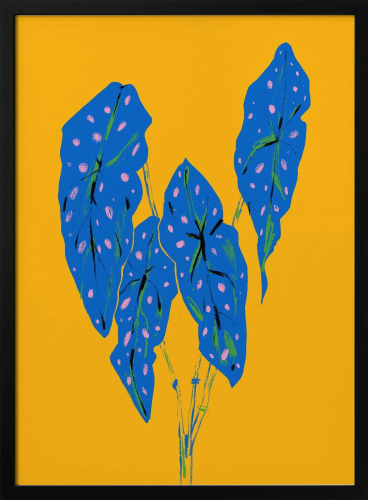 Begonia maculata blå och gul | Poster
