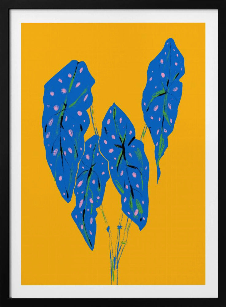 Begonia maculata blå och gul | Poster