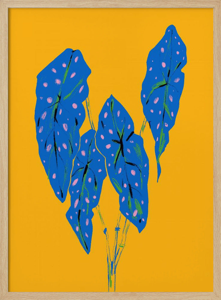 Begonia maculata blå och gul | Poster