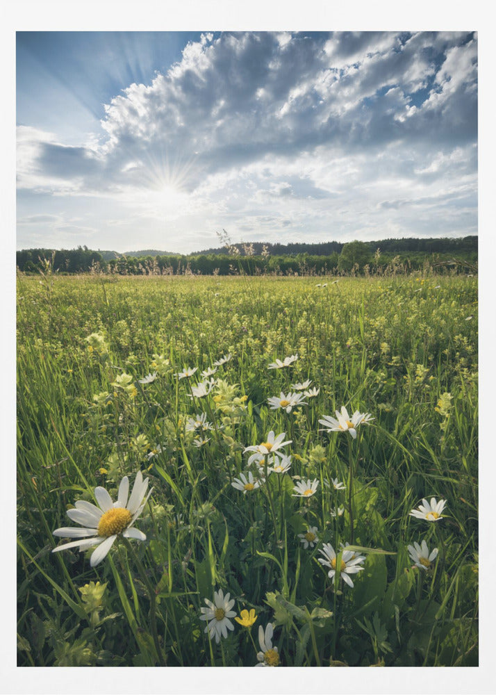 Blommande äng | Poster