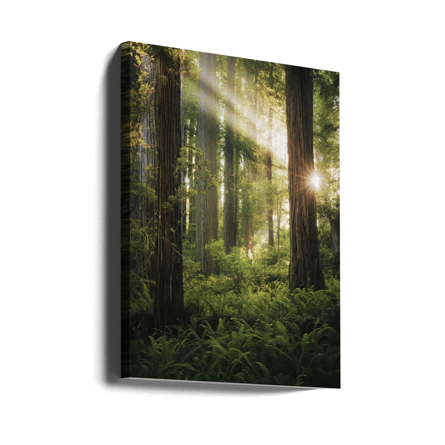 Fairy Forest | Canvas